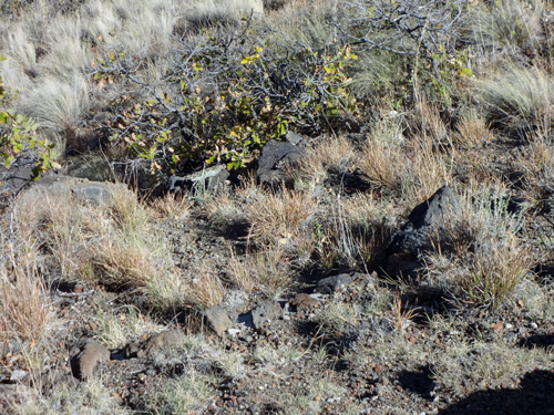 Capulin Volcano